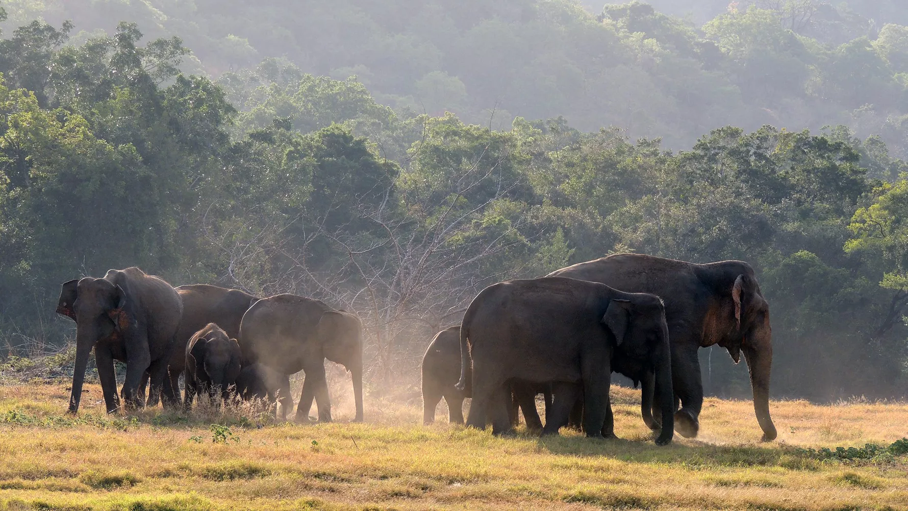 wasgamuwa reiseort nationalpark elefanten wiese natucate 1