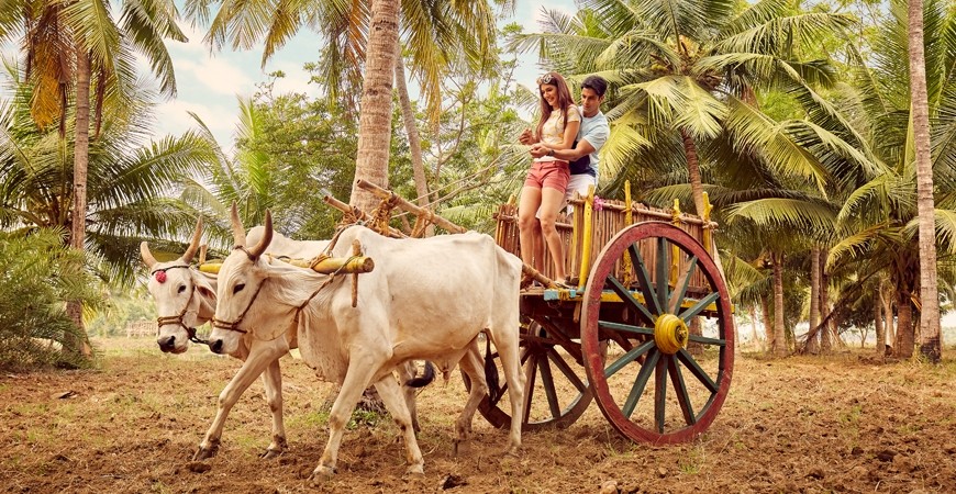 Royal Kingdom Tours 67 thekkady bullock cart ride.jpg.imgw .1280.1280